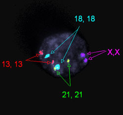 pgd science embryo